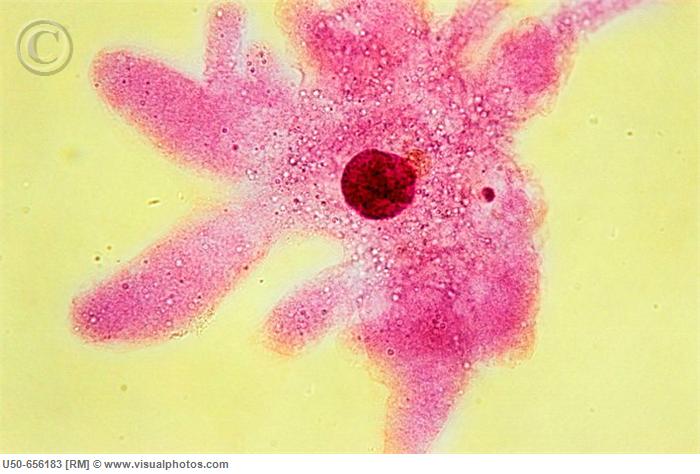 Kingdom Protista Phyla Groups 4579